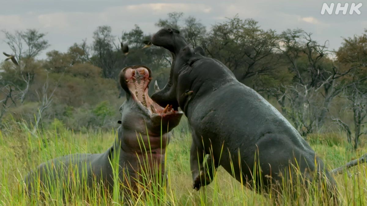 ダーウィンが来た 16日夜7時30分 カバ 群れのリーダーカバvs放浪カバ もしリーダーが負ければ 群れは放浪カバに乗っ取られてしまいます 絶対に負けられない戦いがここにある T Co C2ix62s0te ダーウィンが来た T Co Wx3er0irhe