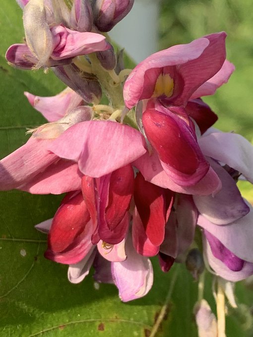 クズの花のtwitterイラスト検索結果