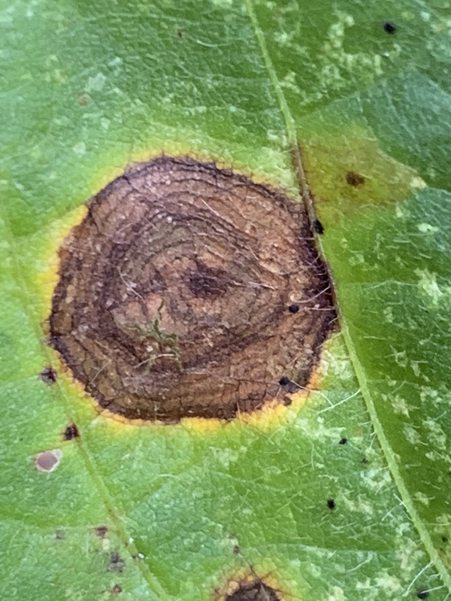 baldpathologist's tweet photo. Soybean target spot is present every year in MS. But, an overly conducive environment in the form of a dense canopy and excessive moisture - maintaining leaf wetness - can result in explosive target spot. A wet environment is the key @MSSOY #mscrops @soydisease https://t.co/deg20LKeki