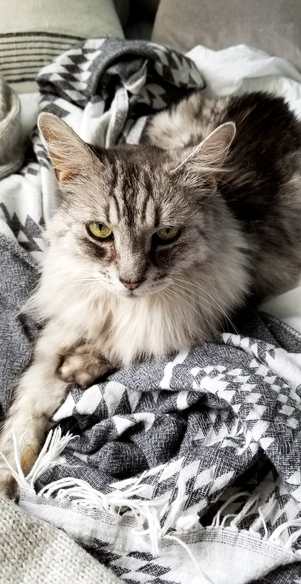 ekoLee's tweet photo. I'm super serious.  #InternationalCatDay #yonandmu https://t.co/Qp2BZJZ19y