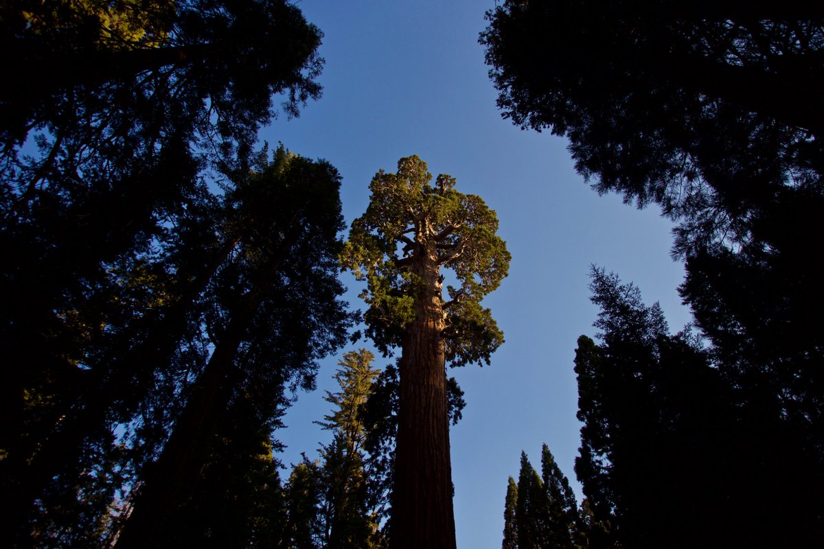 I went to all but one of the nine  @NatlParkService parks in CA, including  @PinnaclesNPS (at the time the 59th and newest NP).  @SequoiaKingsNPS were real highlights of the trip for me (pics attached). https://kmagnuson.com/blog/kings-canyon-sequoia-national-parks-fall-2016