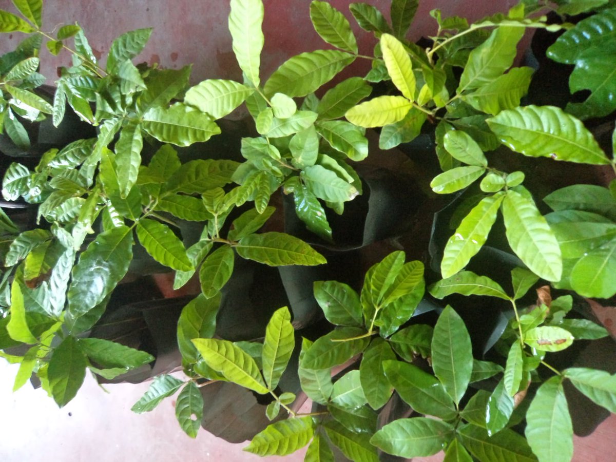 gbaznayaka's tweet photo. My Ceylon Oak #කෝන් seedlings https://t.co/0Dv6HLnrm1