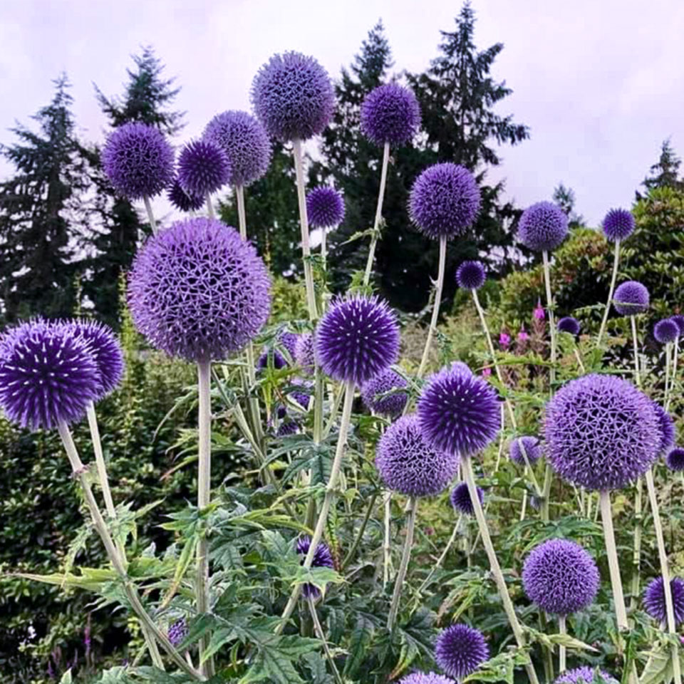 UWalum's tweet photo. Add a pop of purple to your weekend. 💜 #PurpleFriday https://t.co/i4w9VDUebm