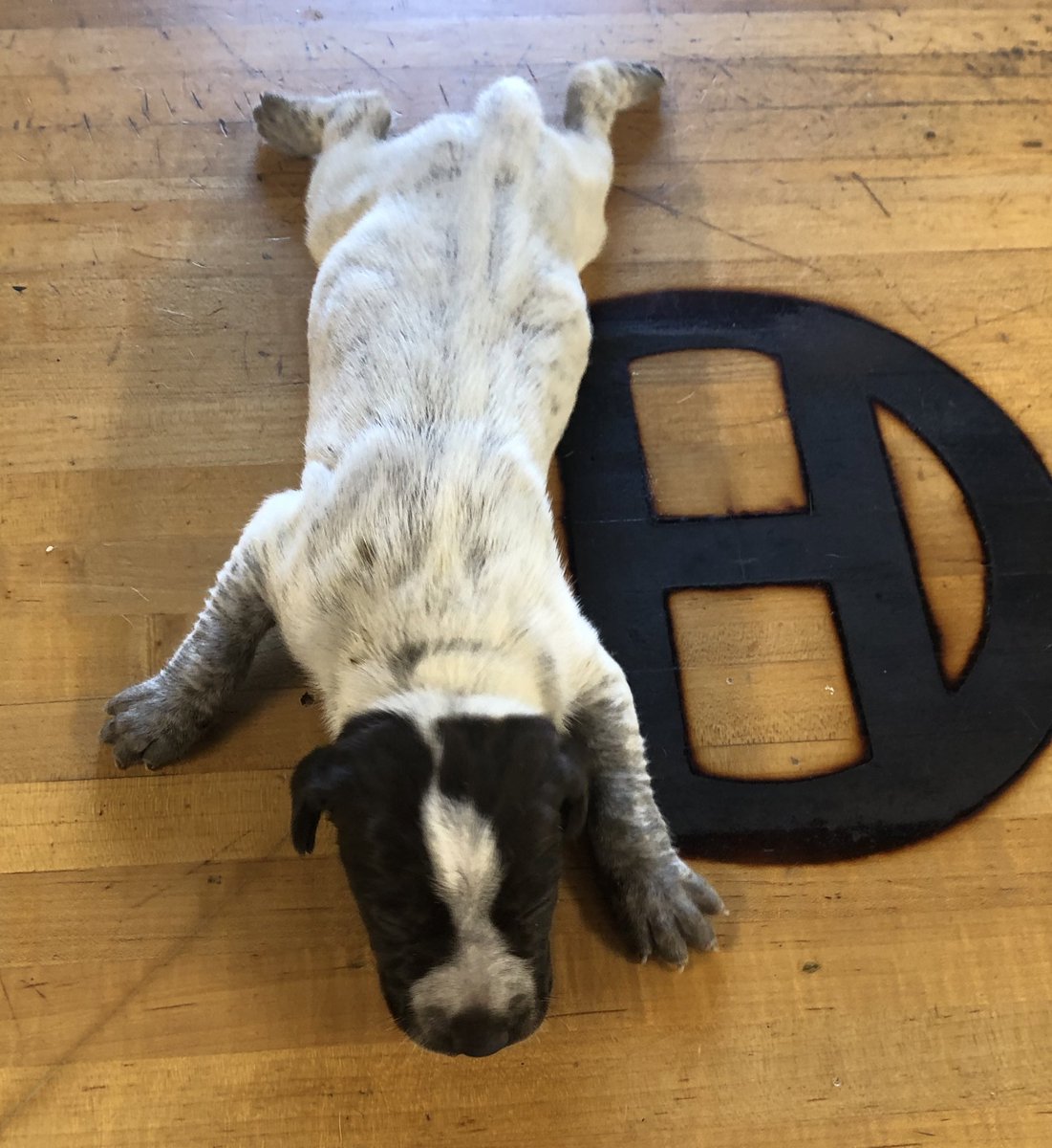 circlehbirddog's tweet photo. Meet Marlin.
#circlehgundogs https://t.co/SZFFcKfAlr