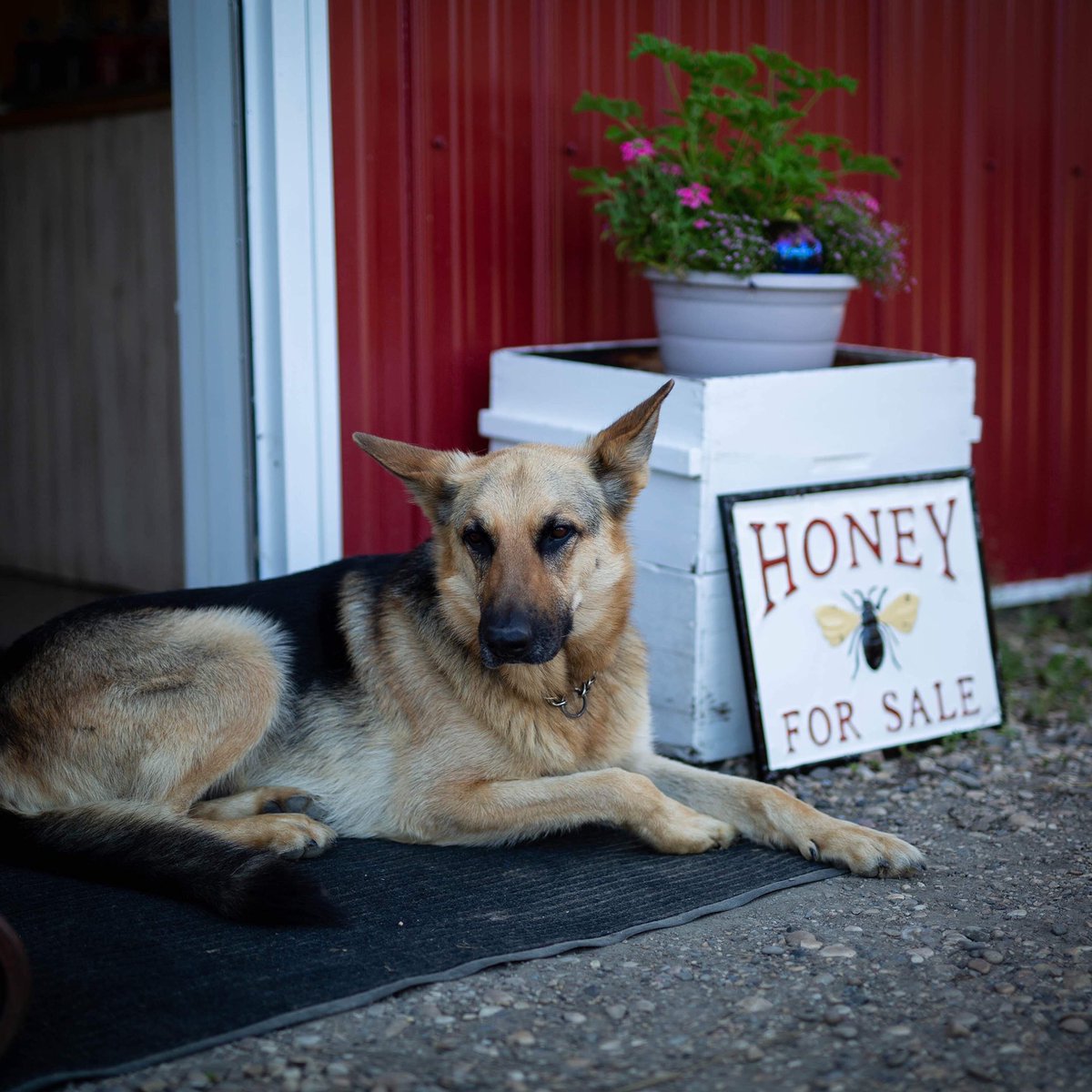 albertahoney's tweet photo. Abee is waiting for some visitors on Open Farm Days! This year will be a little different with no tours but we are still excited for our drive thru honey market! Google or Apple maps โGood Morning Honeyโ for directions. 10am - 5pm August 15/16 #openfarmdays #abopenfarmdays https://t.co/IxMYXhHv9K