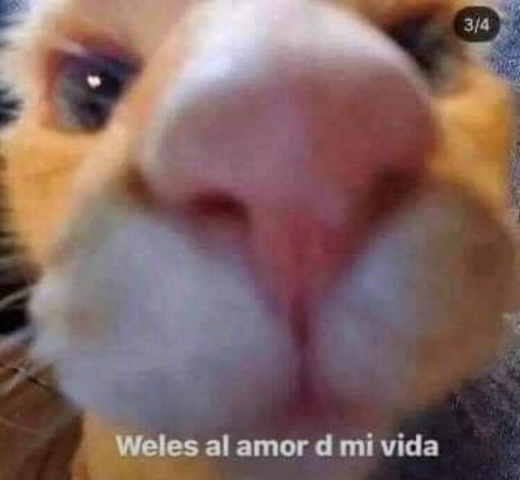 *enfocan a Rodrigo Herrera en #SharkTankMx*

automáticamente yo:  

<a href="/SharkTankMex/">#SharkTankMx</a>