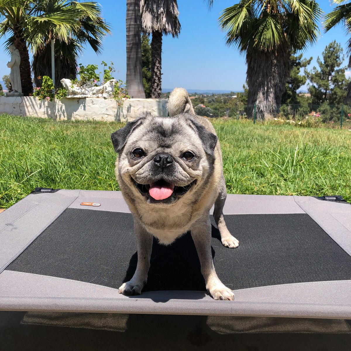 brandy_the_pug's tweet photo. I got a trampoline!...I think! 😄 It also works as an outside bed. 😆 #pug #puglife https://t.co/IKLQ5Eomqk