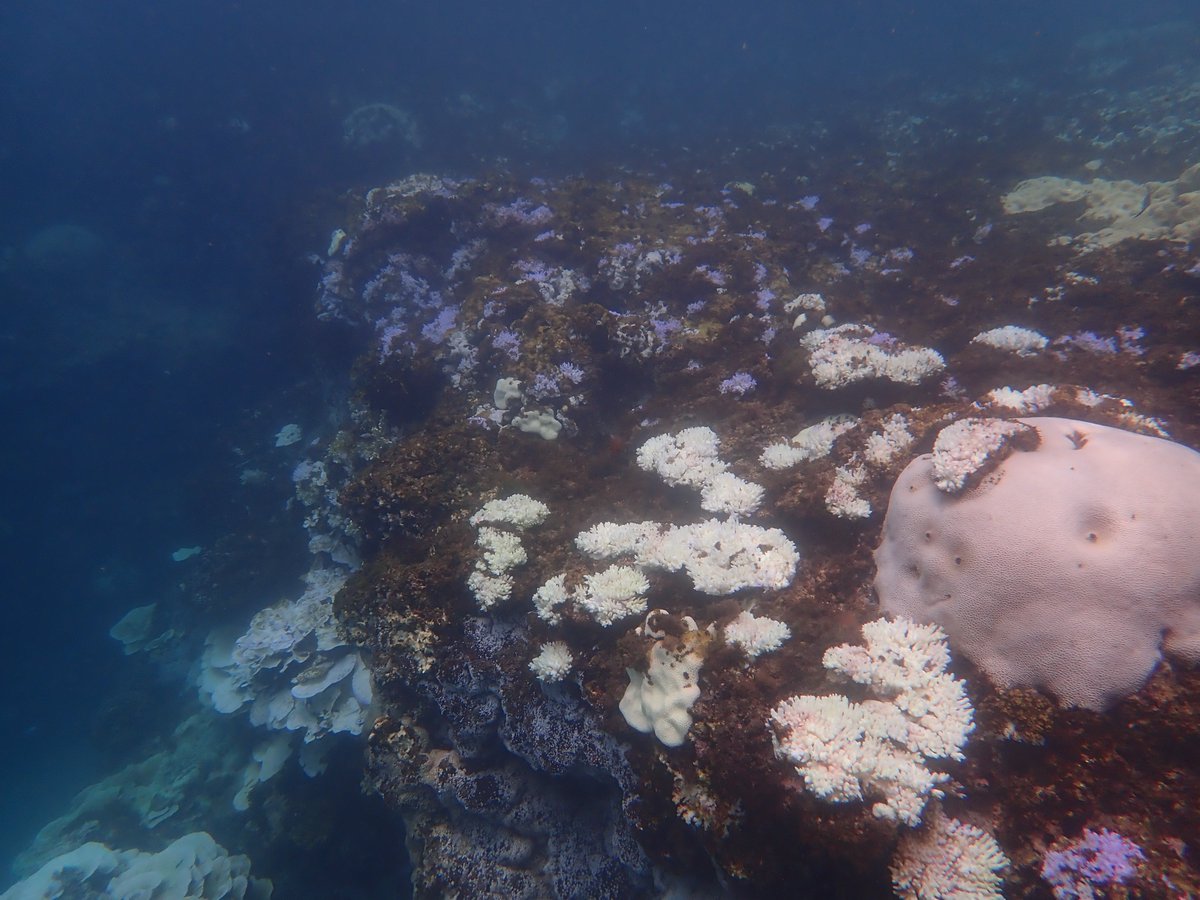  #Taiwan is also experiencing the worst bleaching event since 1998, which was a massive global bleaching event driven by an El Nino. A month ago when snorkeling reefs of the Hengchun Peninsula we saw reefs that were colourful. Today they are splattered white - bleaching.