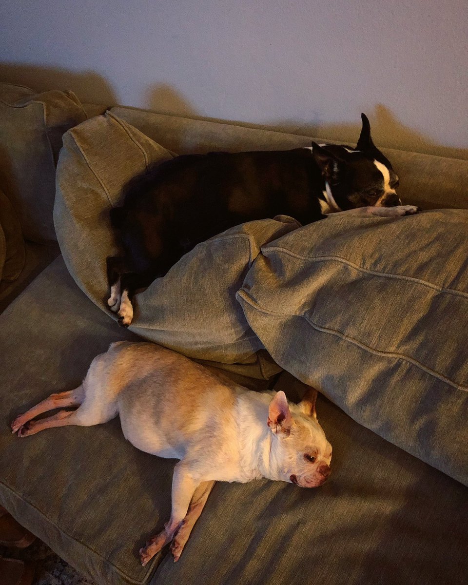 simonhouser's tweet photo. #sleepingbeauties 💤

#bostonterrier #seattle #dogs #ballard #bostonterriers #bostonterrierlove #techhouse #techno #warehouse #clubhouse #minimal #deephouse #dogoftheday #doglover #topdogphoto #dogslife #love #underground #tribal #house #deep #bass #dance #music #housemusic https://t.co/dQrEp1dZCC