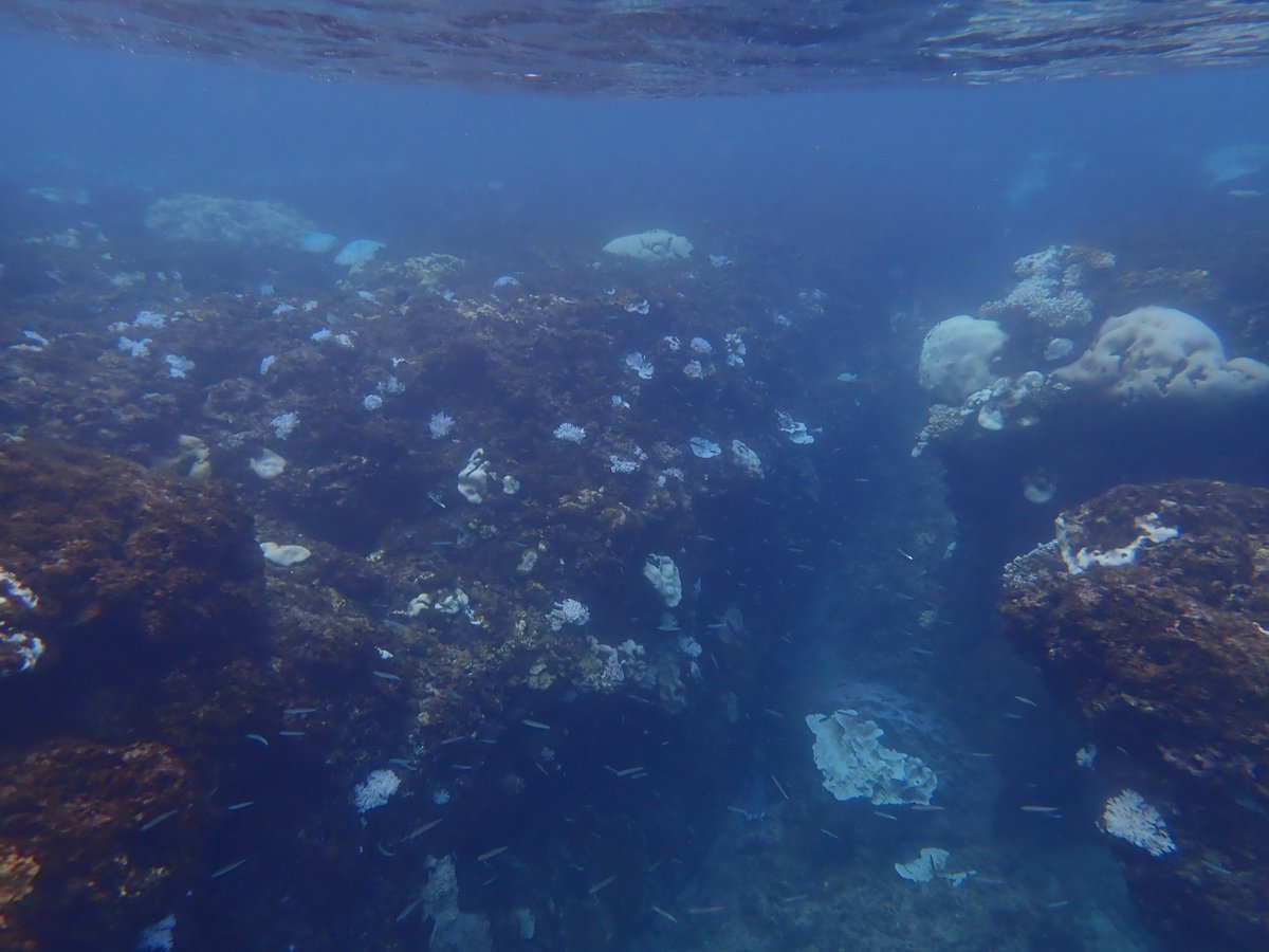 Prolonged heating will result in death; soon the bleached coral will be covered with another algae, non symbiotic, and it will be gone. The dead, bleached-white algae covered calcium carbonate rock will persist, a skeletal memory of the coral that was.