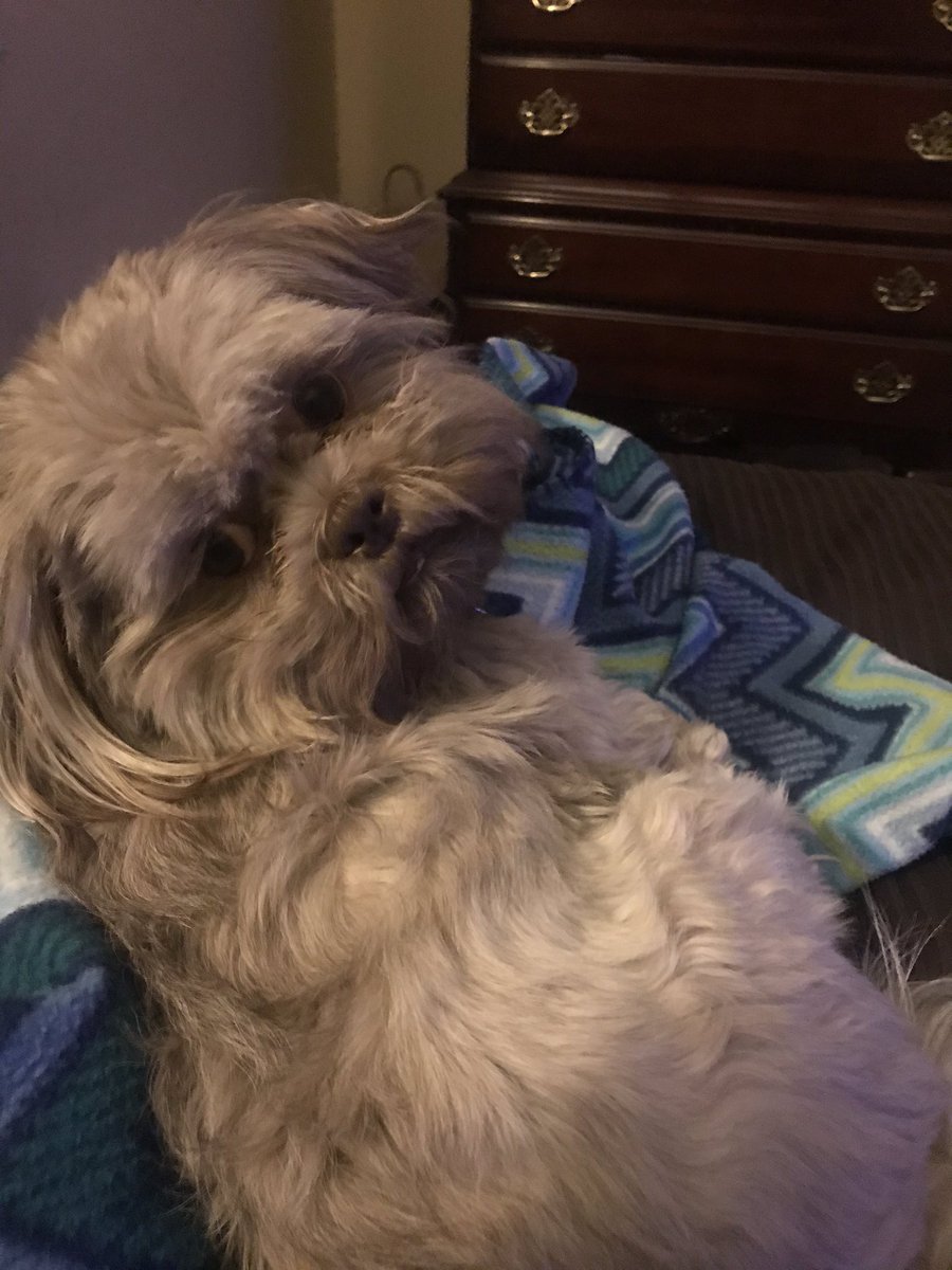 PKWEnterprises's tweet photo. @donlemon, I’m watching your show with @BubbaWalla! Can you tell me what’s the name of the steamer. Meet Chewy and Asher is adorable https://t.co/7uqnlBK5Pd