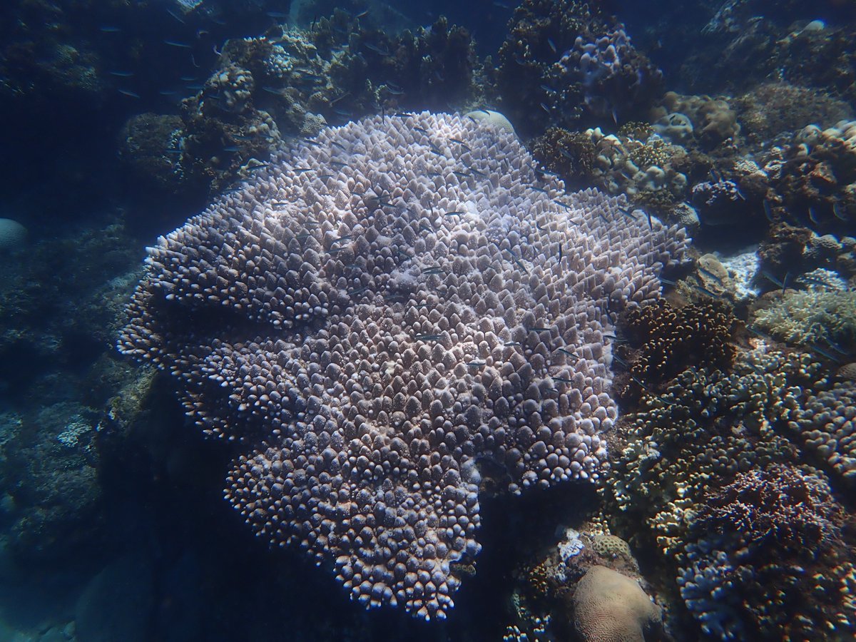 Coral ecologists have documented bleaching throughout Taiwan - Lanyu, Green Island, Penghu, and all reefs around Taiwan proper. Even in Chu Shui Kou, the outlet of the nuclear plant in Kenting where corals have been exposed to artificial heating for generations, is bleaching.