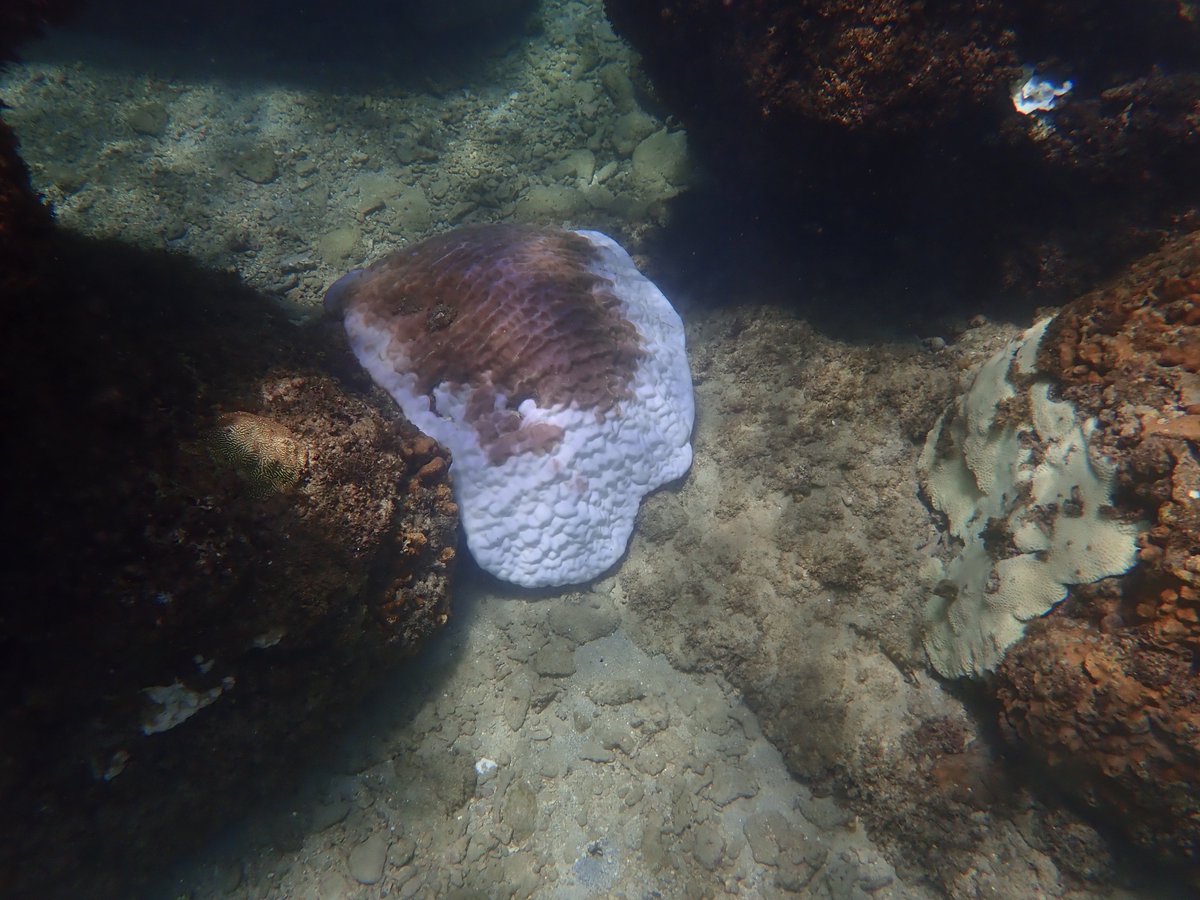 Even species expected to be hearty (resilient) and last to bleach (i.e. higher thermal tolerance) are bleaching. This is one such example, Porites lutea. This summer will be important for Taiwan's reefs. With continued heating & few typhoons, we may face a dangerous future.