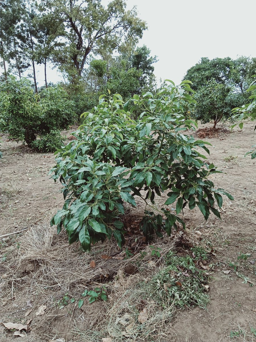 LtdWoodfarm's tweet photo. Indeginious trees #cordiaafricana #meliavolkensii #Vitexkeniensis fodder #calliandra intergrated with fruit trees in arid areas for shading, nitrogen fixing,  soil enrichment &amp; control soil erosion #climateaction #NatureBasedSolutions @Environment_Ke @777_festus @BetterGlobeTree https://t.co/NkHULEWsdv
