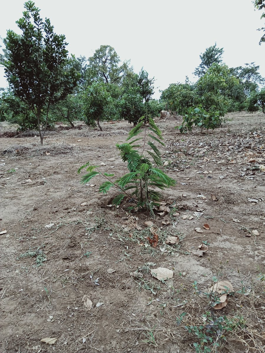 LtdWoodfarm's tweet photo. Indeginious trees #cordiaafricana #meliavolkensii #Vitexkeniensis fodder #calliandra intergrated with fruit trees in arid areas for shading, nitrogen fixing,  soil enrichment &amp; control soil erosion #climateaction #NatureBasedSolutions @Environment_Ke @777_festus @BetterGlobeTree https://t.co/NkHULEWsdv