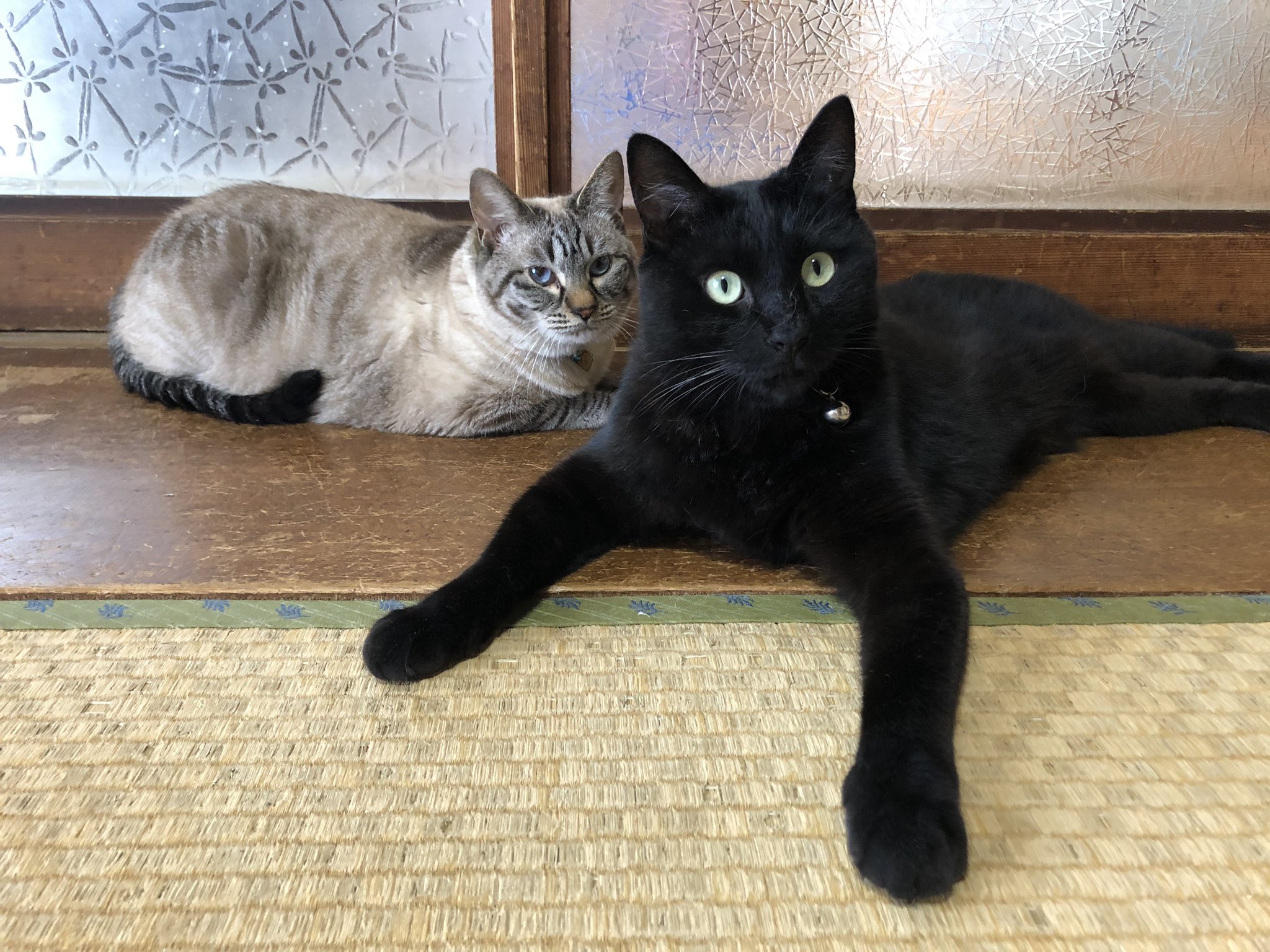 トラミねこ MTM339-01（クロネコ） – メタモルフォーゼ