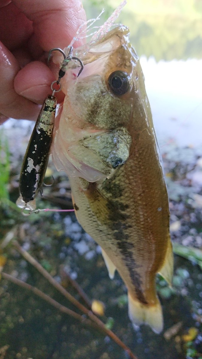 gyogyosuke1006's tweet photo. 今朝も早朝練習
長期休暇なので、連日アングラー多数🎣
かなりプレッシャーかかっていますが、なんとか小バスゲット!
自然の中で癒やされました(*^^*)
#bassfishing
#DAIWA
#Karil
#sawamura
#OneUpSHAD
#TIEMCO
#migthyPEPPER https://t.co/KGra1OpBzH
