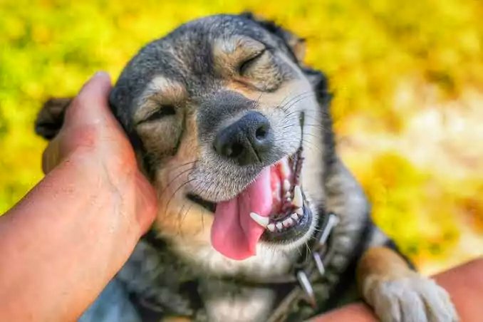 Sciolution1's tweet photo. Everyone loves dogs. And wants to pet them. But have you ever thought who was the first pet dog?

https://t.co/t0ooVDdswy

@cosyblogclub @TRJForBloggers @allthoseblogs @BloggersHut @GoldenBloggerz @BloggersTribe @theclique_uk #bloggerstribe #bloggingcommunity https://t.co/3esNO7ywha