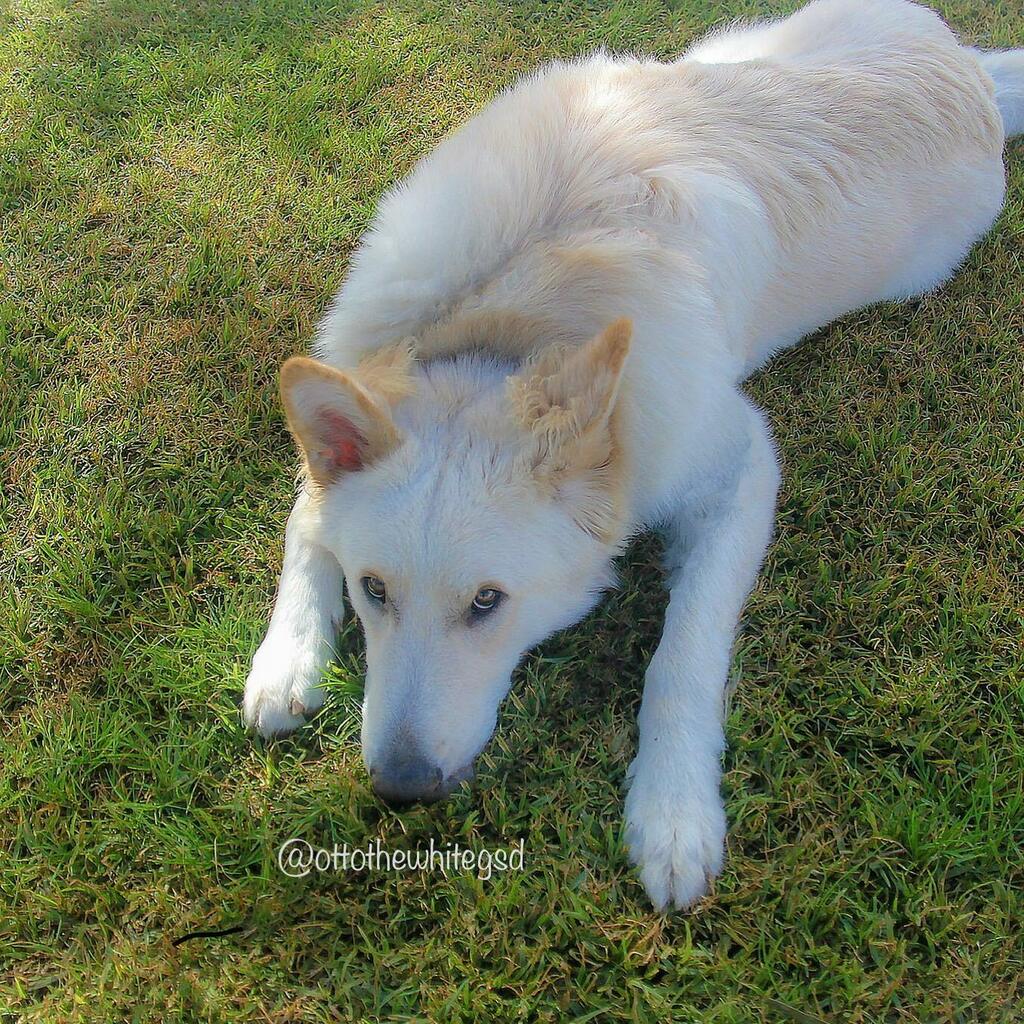 OttoTheWhiteGSD's tweet photo. Mommy, I want some treats 🥺🥺

.
.
.
#alsatian #whitealsatianpuppy #whitealsatian #whiteshepherd #whitegsd #whitegermanshepherd #lovegsd #sadpuppy #sadpuppyeyes #puppyeyes #cutegsd #ottothewhitegsd #gsdlovers #germanshepherdlovers #puppylove #cutedogs #adelaidedogs #aussiedog… https://t.co/Gaw3WX7Q8c