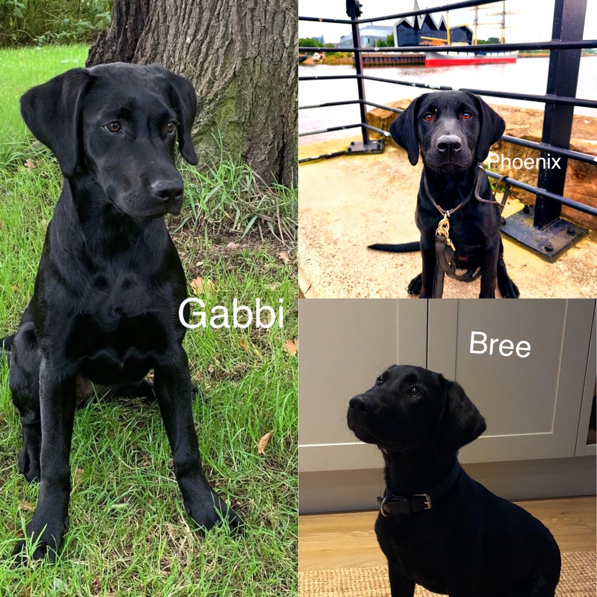 PSOSDogs's tweet photo. How about a #PupDate to start off the weekend. Here are our Labs #TPDBree #TPDGabbi #TPDPhoenix now 4 months old and their training is going well. All 3 are showing great potential #PoliceDogSchool #PoliceDogsOfTwitter #LabradorsOfTwitter 🐾🏴 https://t.co/fa9Wxy2eT2
