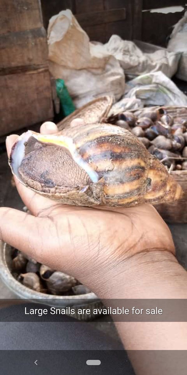 meatnshare's tweet photo. Fresh Jumbo snails available for shikini money. N8,500 for 10 pieces. 
Large snails 4,500 for nail pieces 
Medium snails 3,500 for 10 pieces.
We are just a call away and deliver nationwide. Location: Lagos. 08184243532 https://t.co/wLqwVci03w