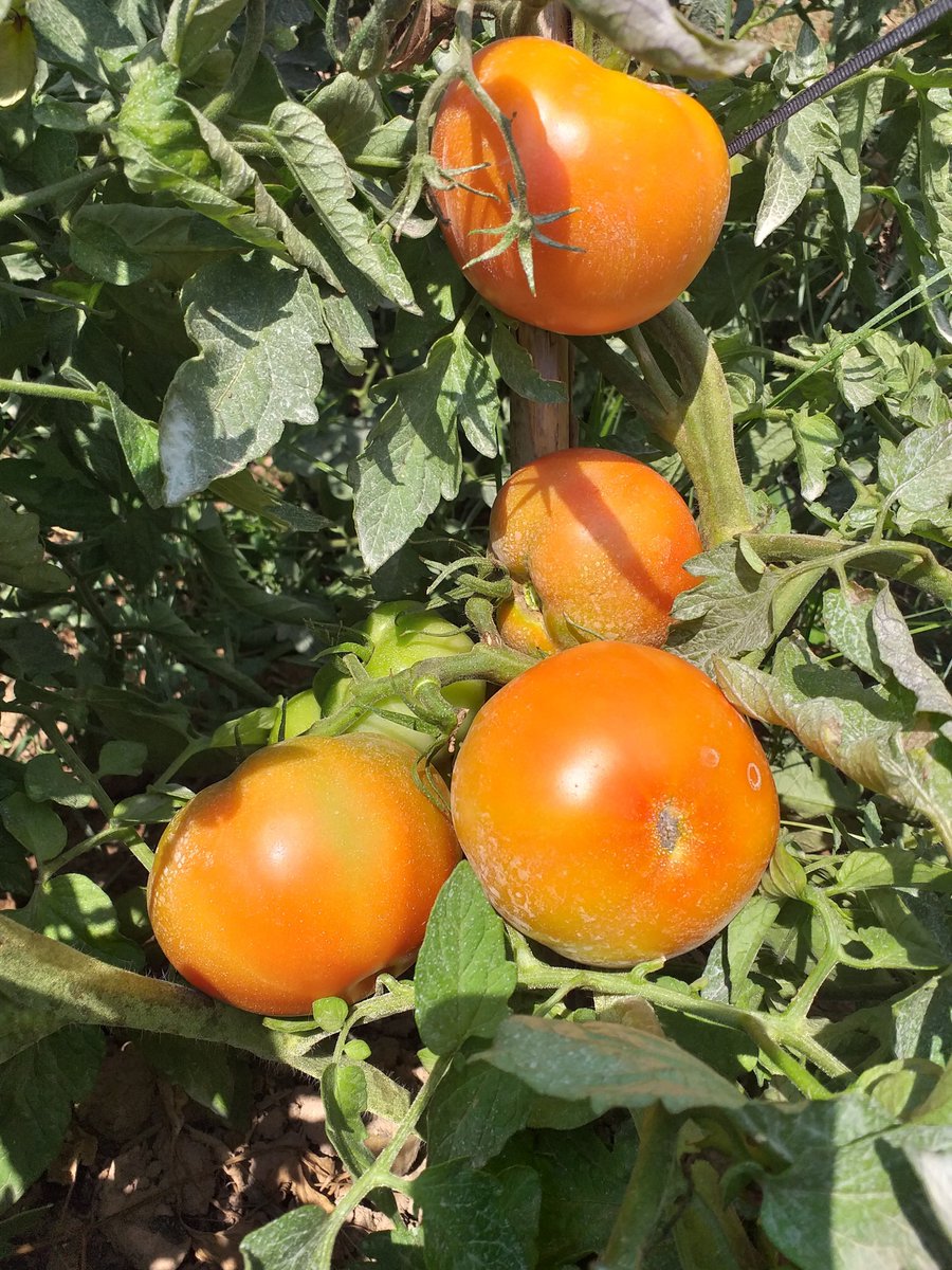 PlaiboFruta's tweet photo. Ya están aquí los #tomates #PLAIBO
Exquisitos, naturales y sin químicos, llegaron de rojo para empezar a salir de la finca el lunes... y con cuatro variedades a elegir. #tomaquet #tomaterosa #tomatadepenjar #prodcutosdetemporada https://t.co/fsz2lon7uM
