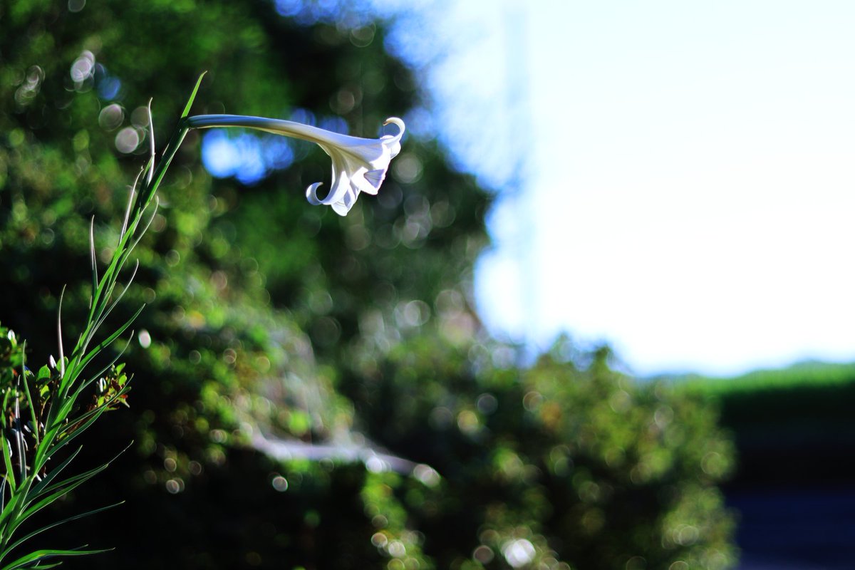 フォンタナ お庭に白い百合の花が一輪咲いていました タカサゴユリ といって 主に西日本で8月お盆の時期に開花する品種なんだそうです 花言葉は純潔 無垢 威厳