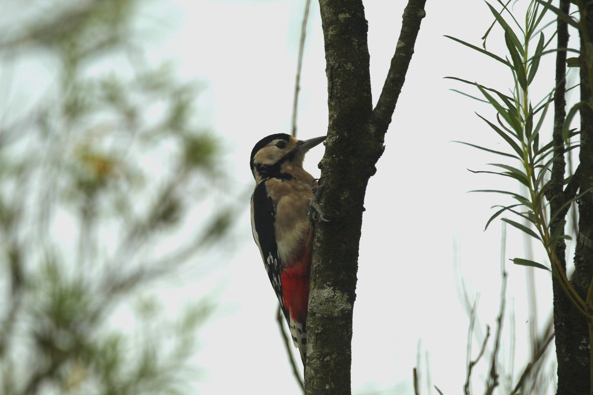 Birds of Ireland tweet media