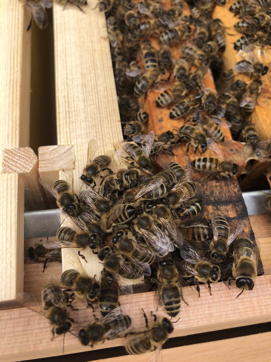 AuntieTats's tweet photo. It’s #WorldHoneyBeeDay 🐝 our girls are busy bees today collecting pollen 🌹🥀🌼🌻 They are important little ladies as they help to pollinate the food we eat as well as pollinate trees and flowers that provide habitats for wildlife 🐝🌸🍯 #bibba #bbka #newbeekeeper #blackbees https://t.co/dovynmLBoU