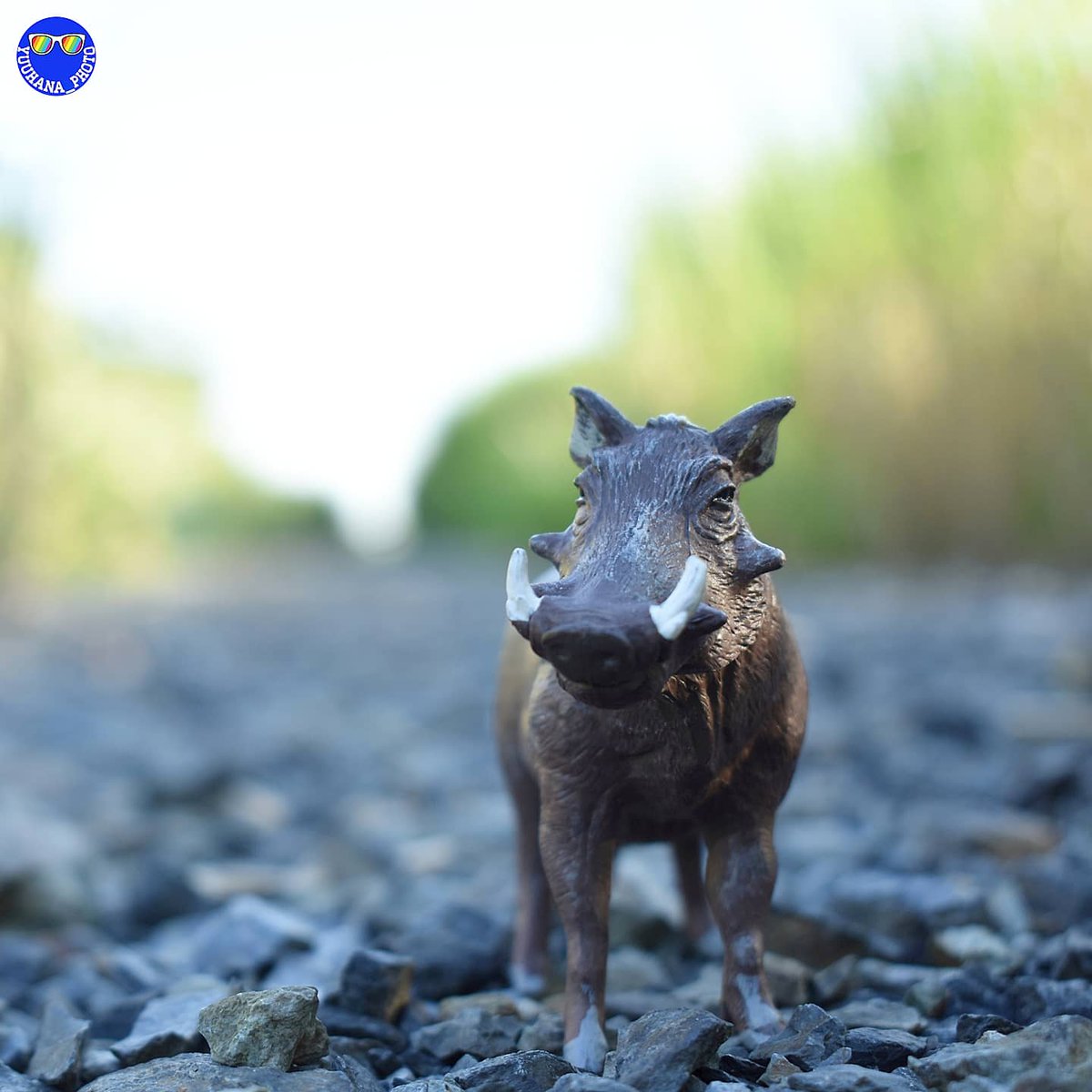 yuuhana_archive's tweet photo. ⛰️イボイノシシ
#LoveSafari https://t.co/tj5dmoKVyv
