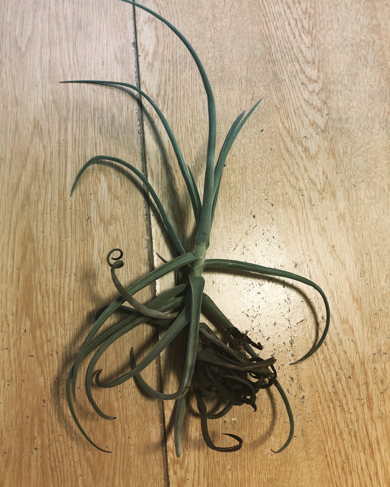 ドゥラティ Twitter Search Twitter