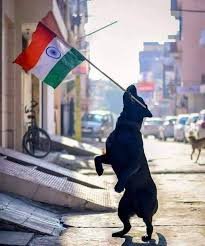 prcf_india's tweet photo. PRCf India wishes you all a very happy Independence day
🇮🇳🇮🇳 #15August2020 #15August #IndependenceDay #Indians #prcfoundation #puppyrescuecrew #puppylove #doglovers #animals https://t.co/SWLE0RRYMC