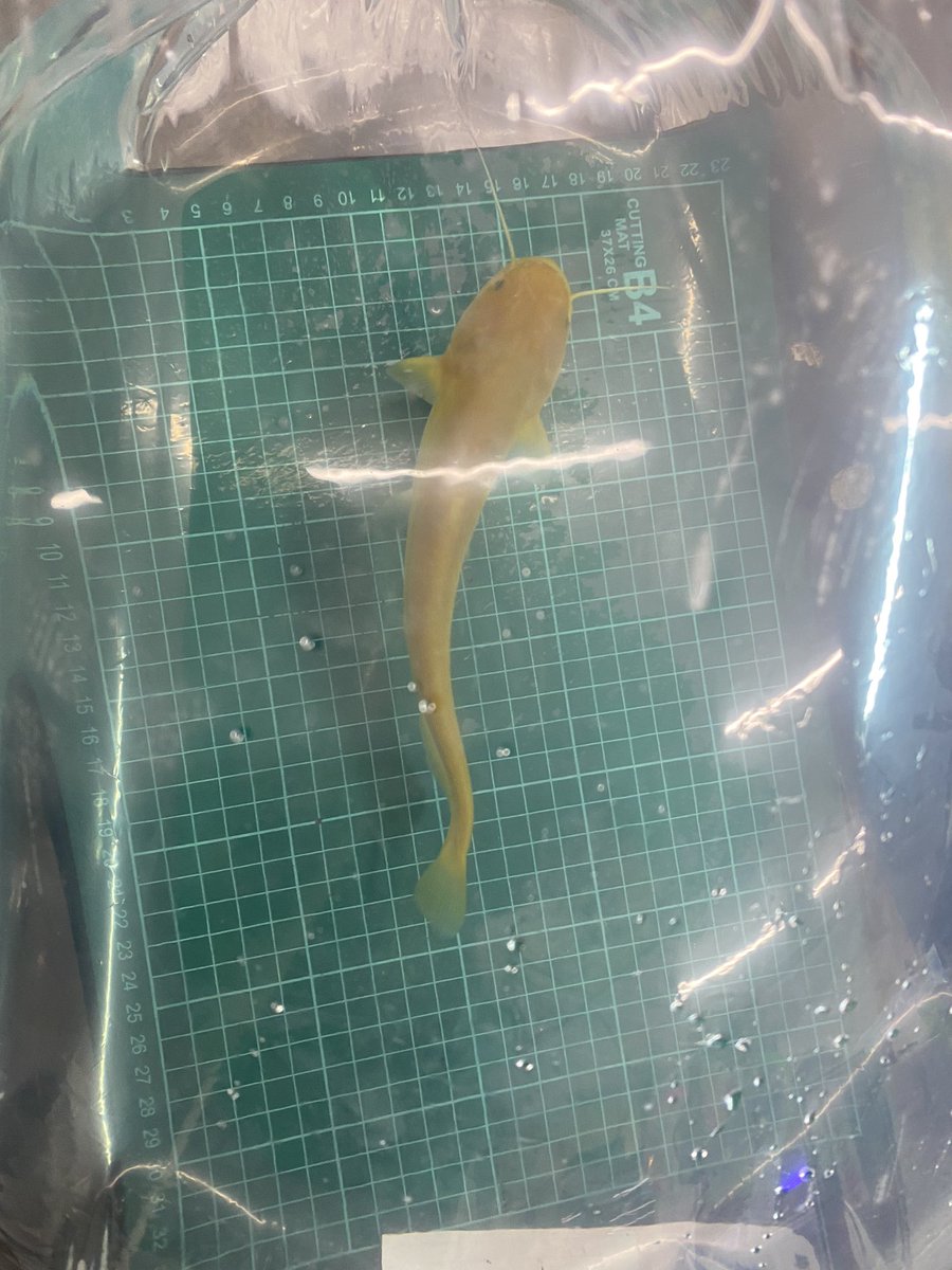 アルビノ南方大口ナマズ