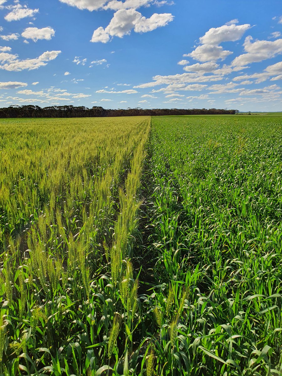 SEPWA Long Season wheat trial  
DS Pascal and Illabo. Warakirri  Condingup today.