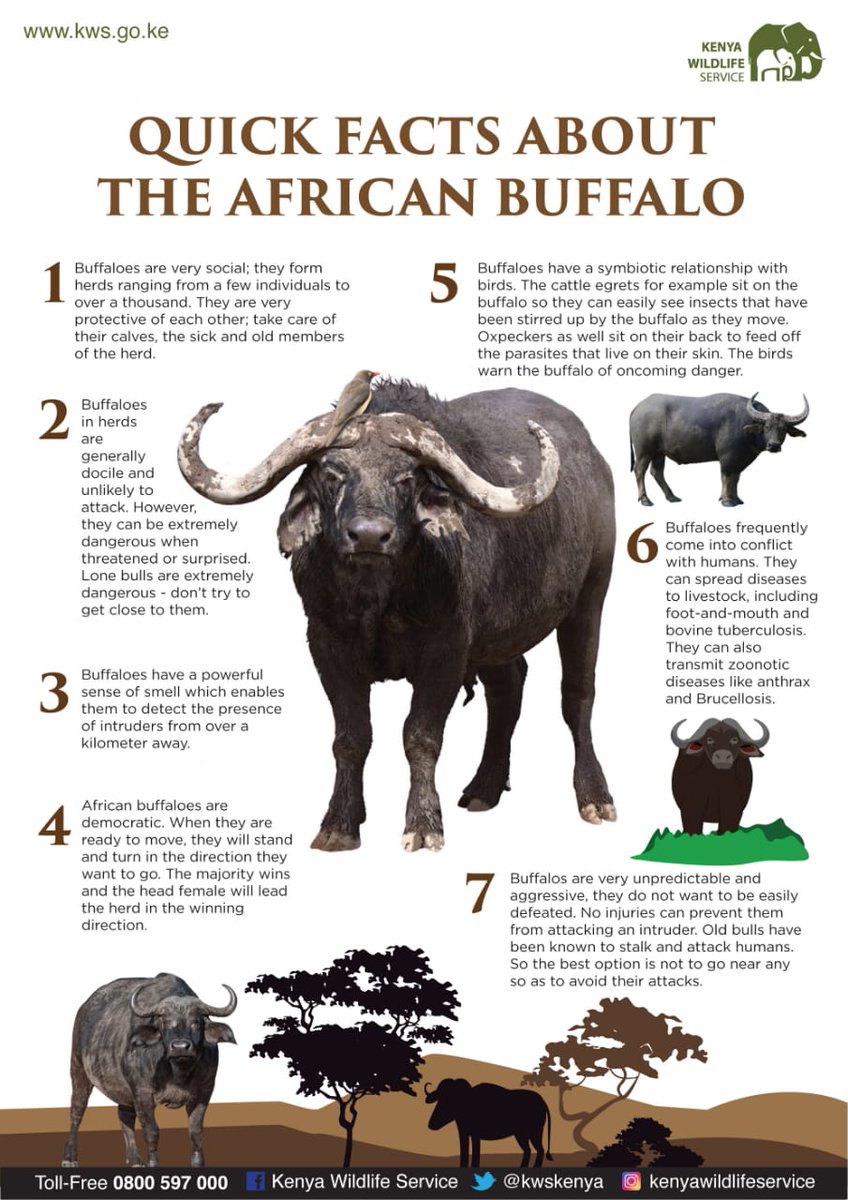 KWSKenya's tweet photo. How much do you know about the African Buffalo? #WildlifeKe https://t.co/l8xWpaAThf