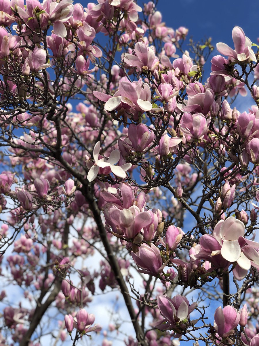 〰 N ᴇ ʜ ᴀ 〰 tweet media