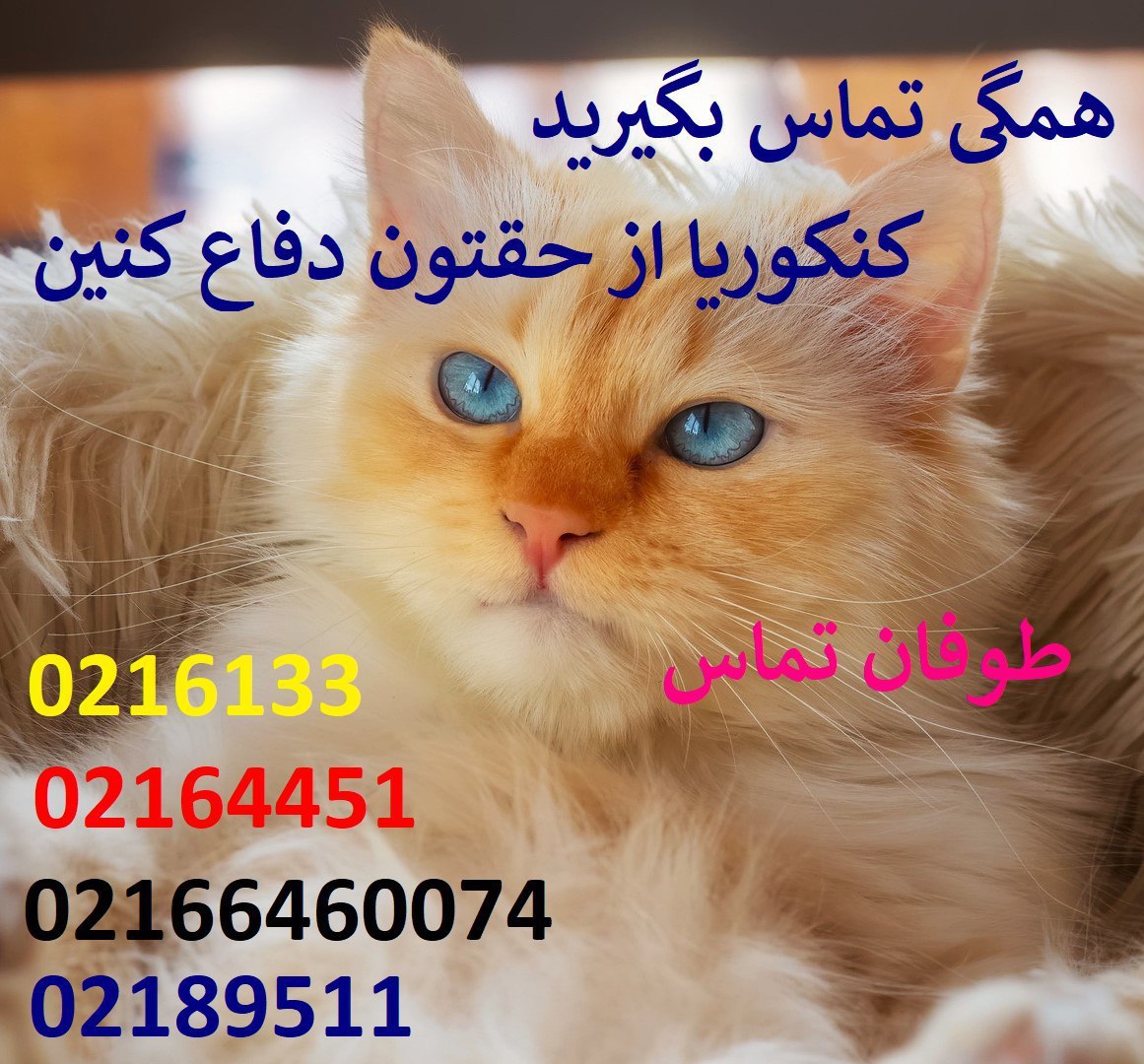 Alirezamax779's tweet photo. اگر آینده آن اگر زندگیت اگر سلامتی خانواده ات مهمه پشت سر هم زنگ بزن بچه که نیستین بگین خجالت میکشم یا میترسم   فلان دو دقیقه وقت میخواد همت کن
#روحانی_امید_تعویق_کنکور 
#روحانی_کمک_به_تعویق_کنکور https://t.co/HtNV4l2GNA