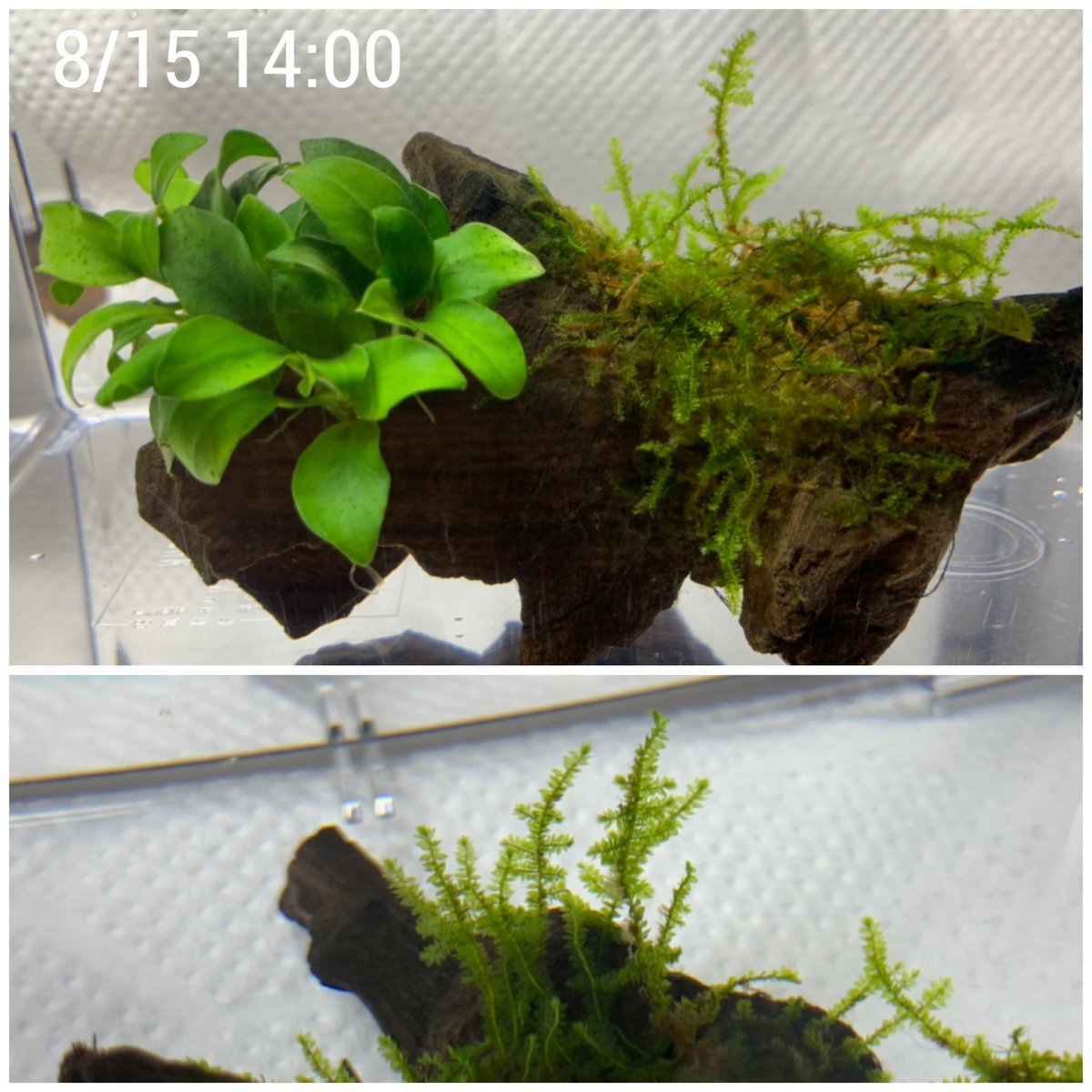 郁 アクアリウム あるサイトを参考に キッチンハイターを薄めた水に3秒つけて カルキ抜きした水でジャバジャバ を2回くらいしてみた 今はカルキ抜きした水につけてる これ水槽に戻していいのかな そして置いてた場所の隣の流木のウィローモスにもコケが