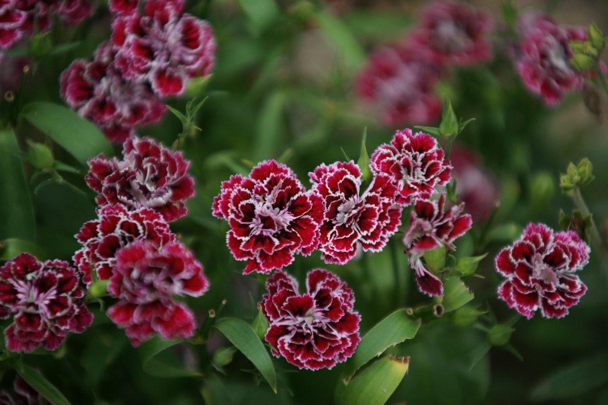 jerritama🐈🐟🐈 (@jerritama) on Twitter photo 