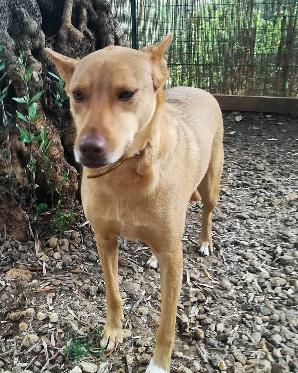 gliInvisibili's tweet image. ....e continuo a sognare una vita che forse non avrò mai!"

#KELLY
Femmina, taglia media, nata a marzo del 2013, chippata, vaccinata e sterilizzata, timida. Si trova a Cosenza ma per adozione #consapevole la faremo arrivare ovunque previo preaffido

Per info
Letizia 327.6362179