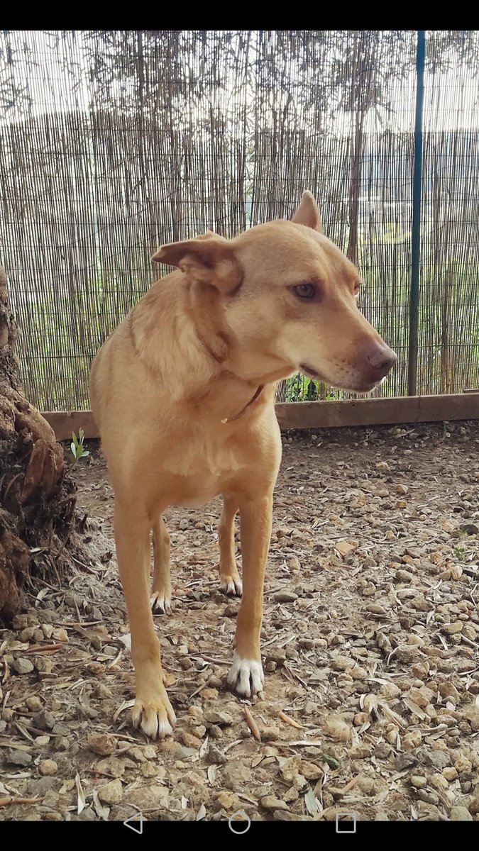 gliInvisibili's tweet image. ....e continuo a sognare una vita che forse non avrò mai!"

#KELLY
Femmina, taglia media, nata a marzo del 2013, chippata, vaccinata e sterilizzata, timida. Si trova a Cosenza ma per adozione #consapevole la faremo arrivare ovunque previo preaffido

Per info
Letizia 327.6362179