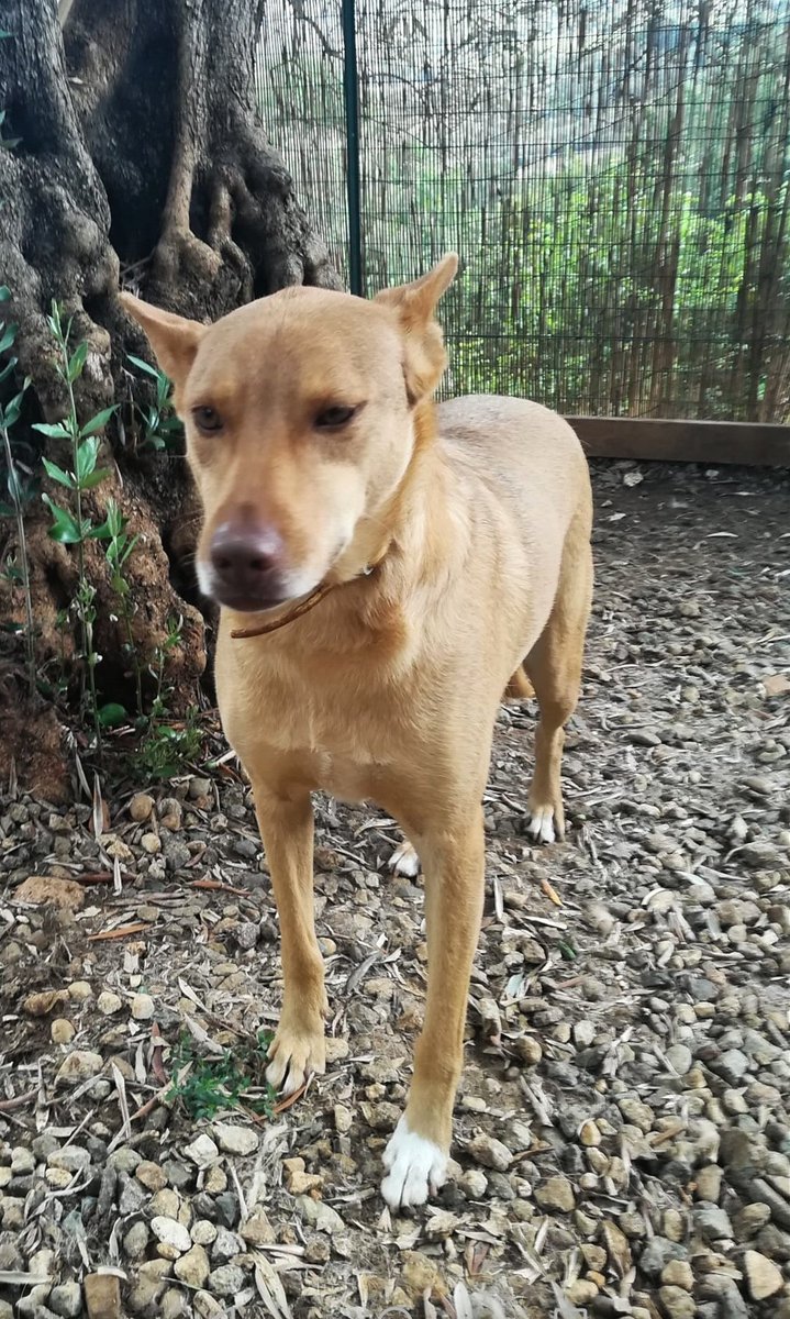 gliInvisibili's tweet image. ....e continuo a sognare una vita che forse non avrò mai!"

#KELLY
Femmina, taglia media, nata a marzo del 2013, chippata, vaccinata e sterilizzata, timida. Si trova a Cosenza ma per adozione #consapevole la faremo arrivare ovunque previo preaffido

Per info
Letizia 327.6362179