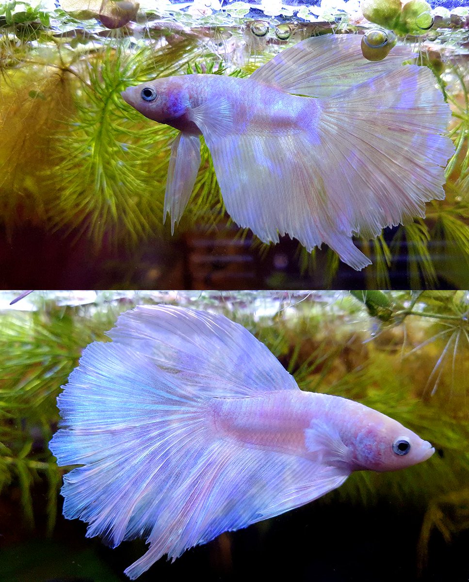 Let me show you my fiiish~ Shining shimmering splendens~I noticed he gets an occasional hole in his fins that heal the next day. At one point, his dorsal fin had a significant tear in it, and the next morning it was fully patched up. Had no idea their fins could heal so fast!