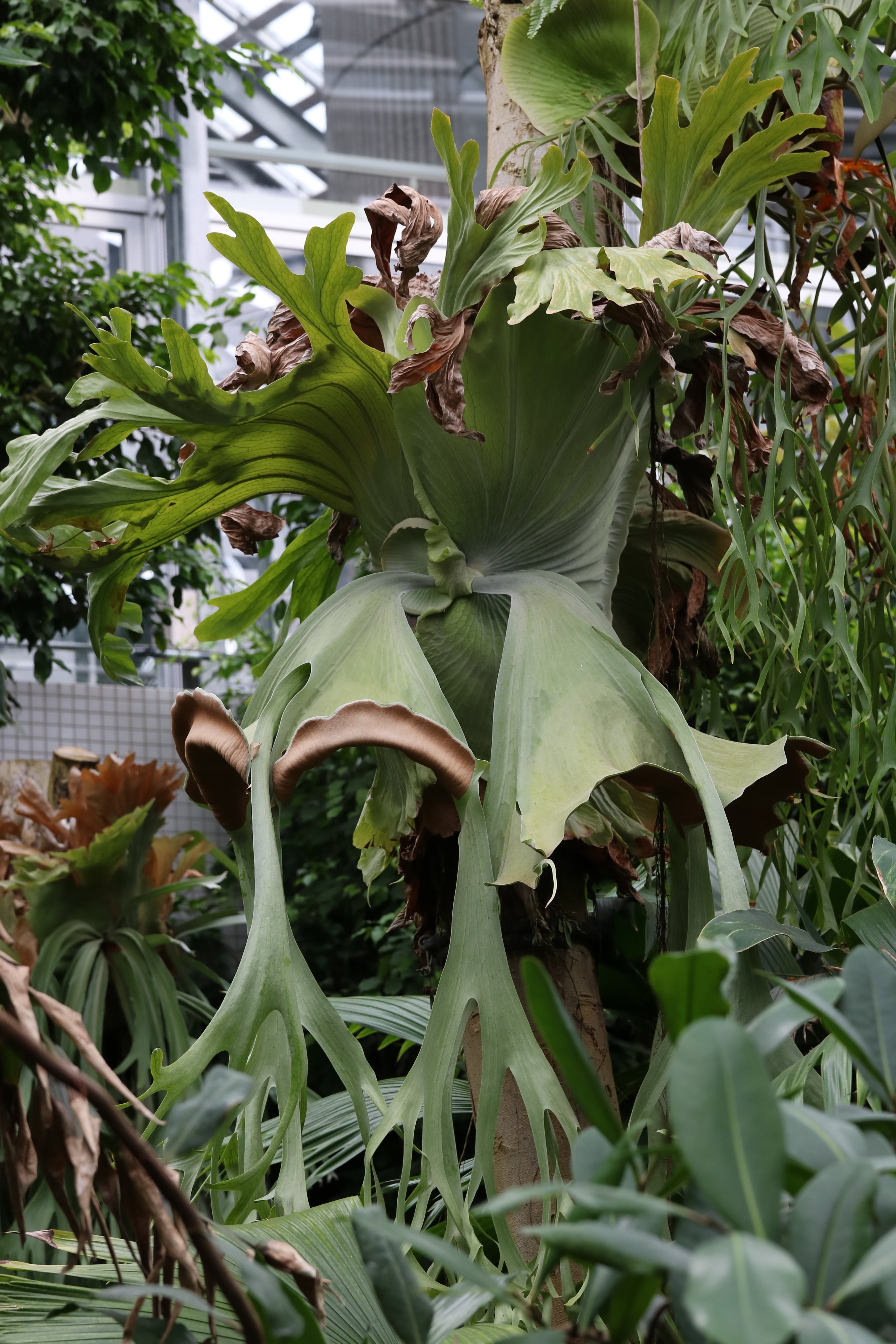 咲くやフォトコンテスト Twitter Search Twitter