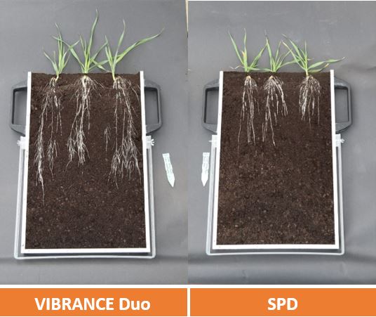 Syngenta UK on X: We 💚 a rhizotron! Don't forget Vibrance Duo seed  treatment is now registered in barley. ➡️ Discover more about the  #VibranceEffect here:   / X
