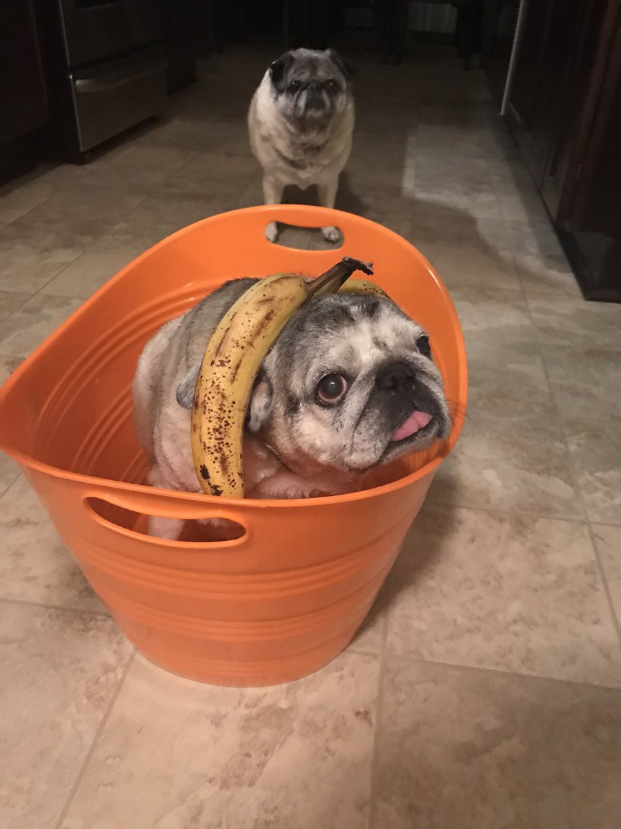 CocothePug2's tweet photo. I’m ready for my close up Mr. Demill. #puglove #strangerpugs #what #dogsoftwitter https://t.co/Nliyc5uGwe