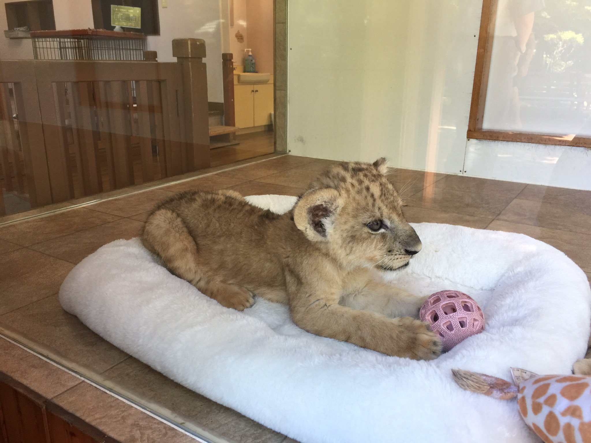 تويتر ａｗａ على تويتر ライオンの赤ちゃんと写真撮ったよ 猫 ちょっとでかい猫 ニャーって鳴いてた T Co Kpktvyloso