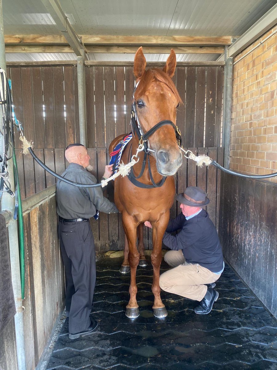 DalasanOfficial's tweet photo. Getting ready to defend the title! 🐎💨 #springstakes @MacdonaldRacing @millparkstud @SAbreeders @SAJockeyClub https://t.co/yLc45HAaKr