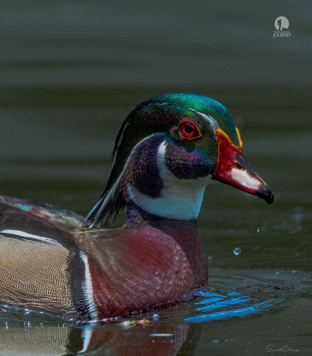 Travelographer1's tweet photo. American Wood Duck 
(Aix sponsa) 
Unfortunately, this Bird has been lost his natural Habitation.
This picture was taken from Bally (Howrah).
It is a species of perching duck found in North America. It is one of the most colorful North American waterfowl.

@Travelographer1 https://t.co/TpRfheD1xN