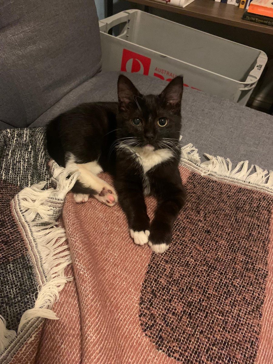 we got a rescue cat btw. his name is chip